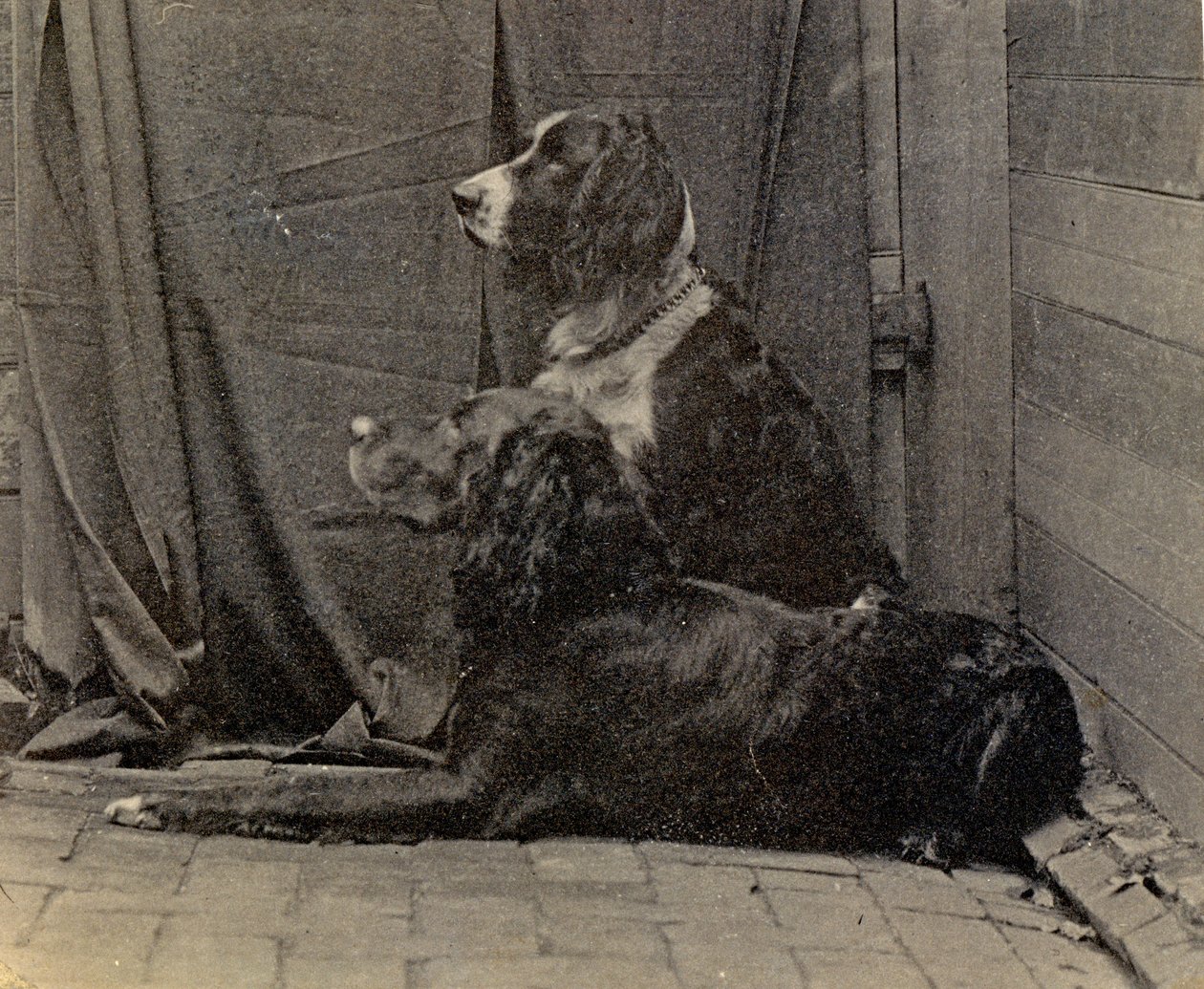 Cani di Thomas Eakins, 1884 da Thomas Eakins