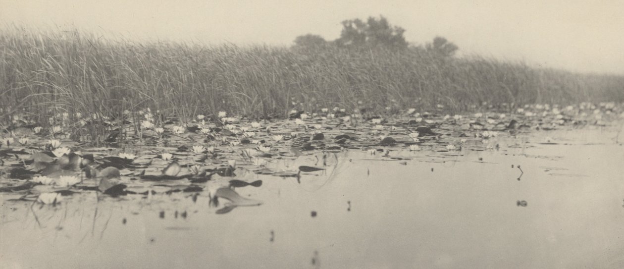 Ninfee, 1886 (foto) da Thomas Frederick Goodall