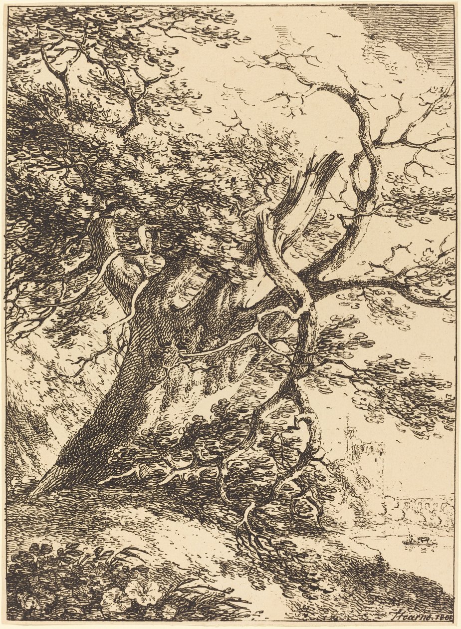 Vecchio albero da Thomas Hearne