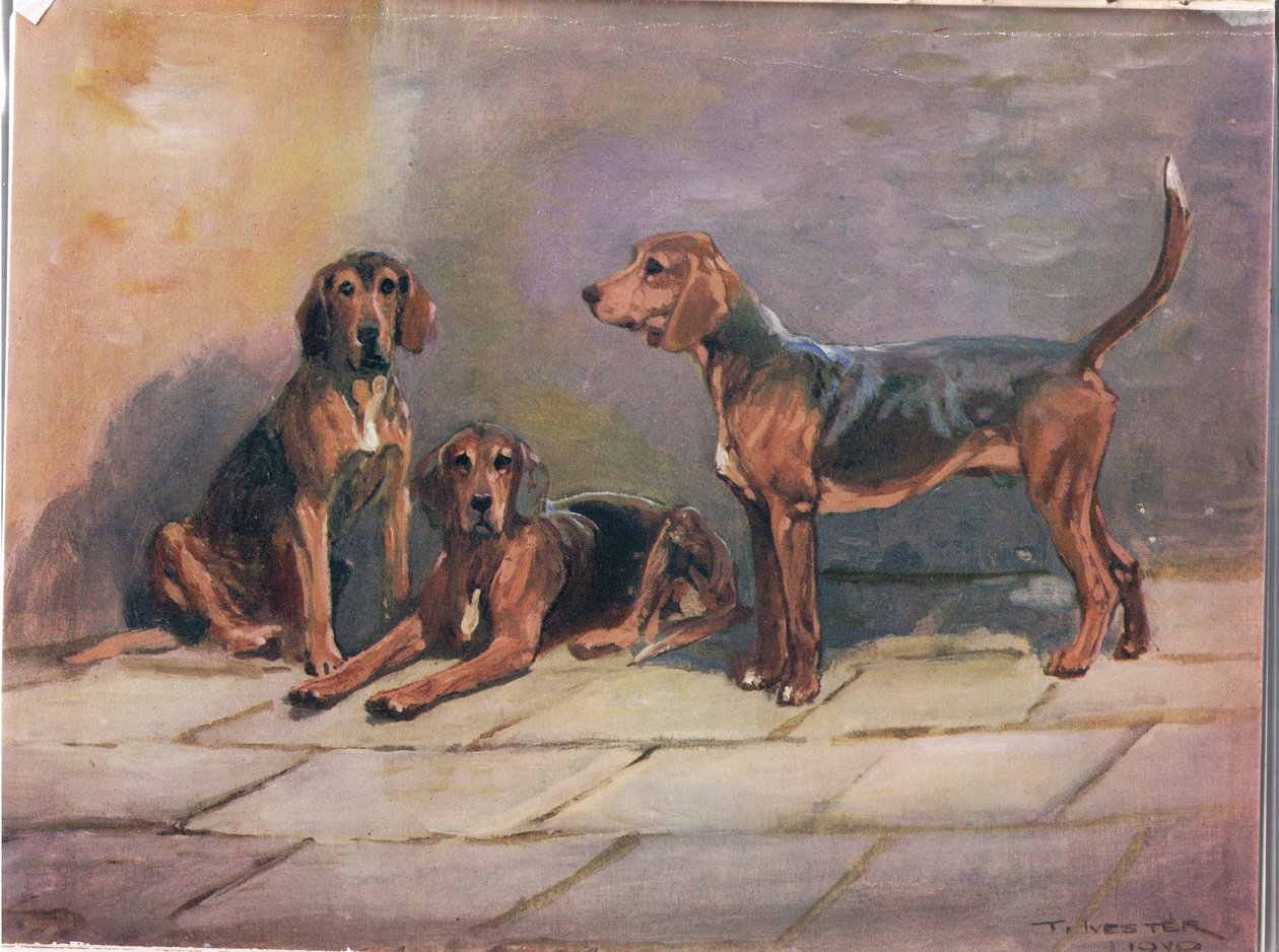 Cani, illustrazione da 