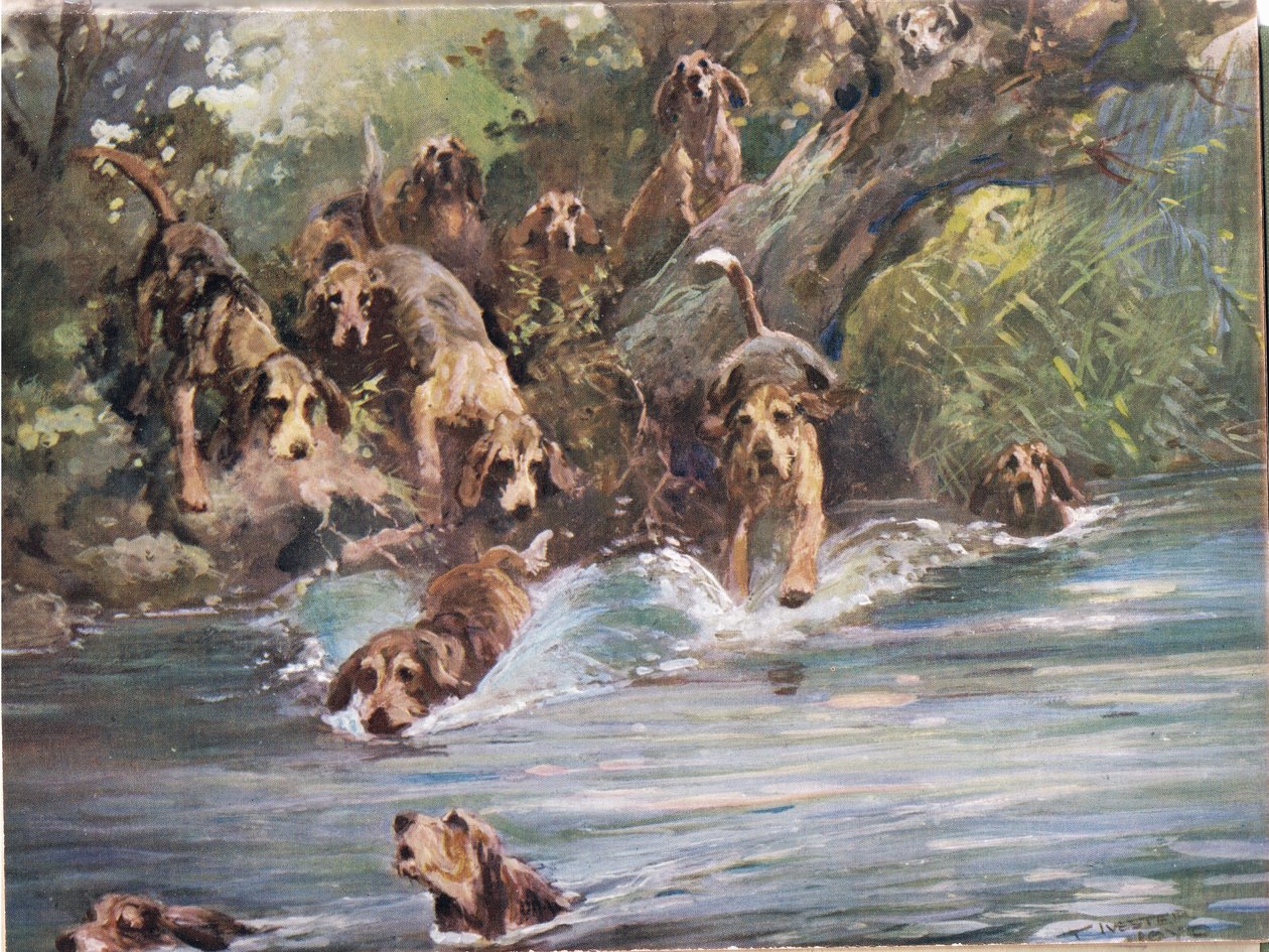 Nel fiume, illustrazione da 