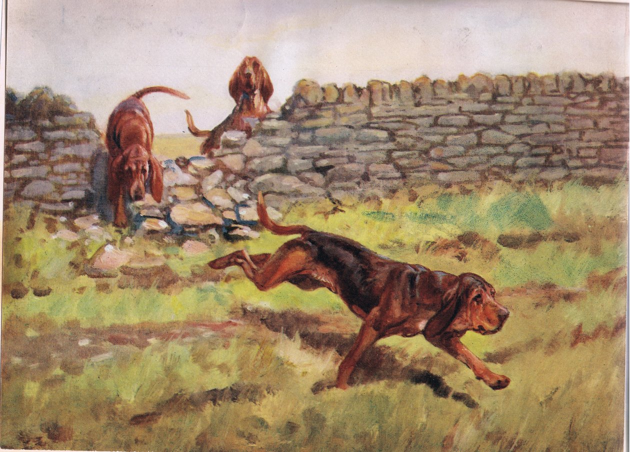 Oltre il muro, illustrazione da 