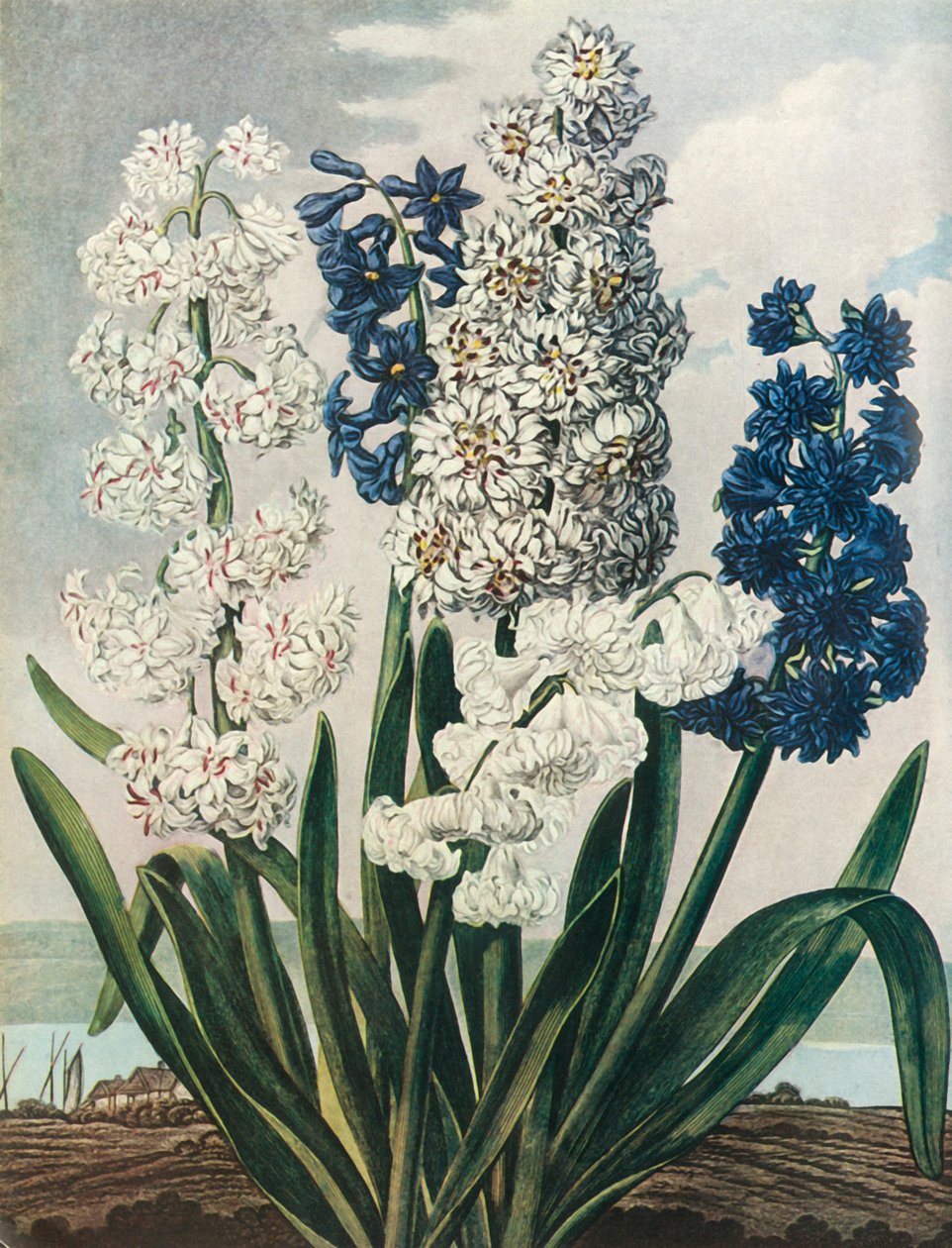 Giacinti da Thomas Warner