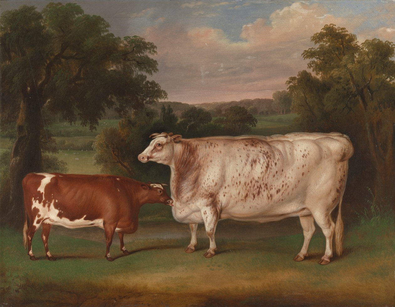 Bovini premiati in un paesaggio da Thomas Weaver