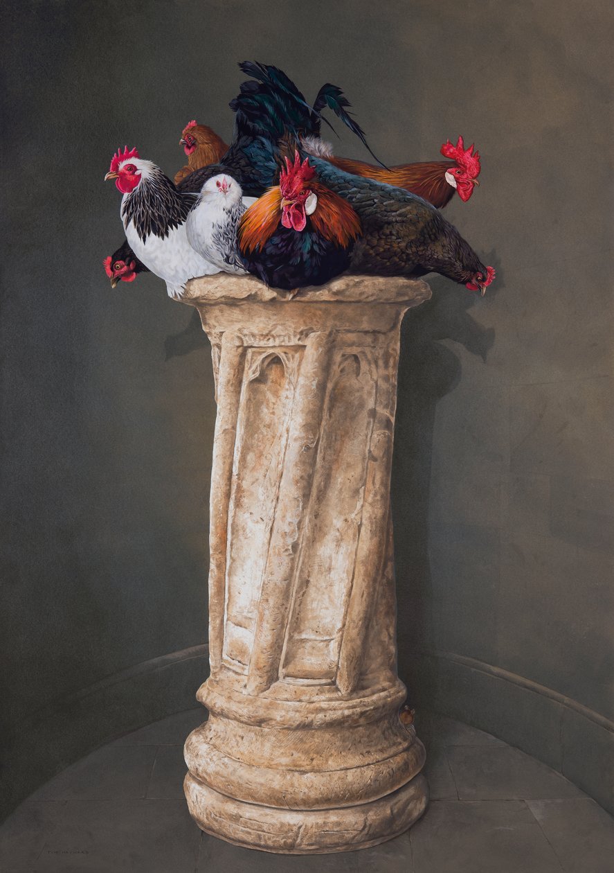 Galline, occhi bassi da Tim Hayward