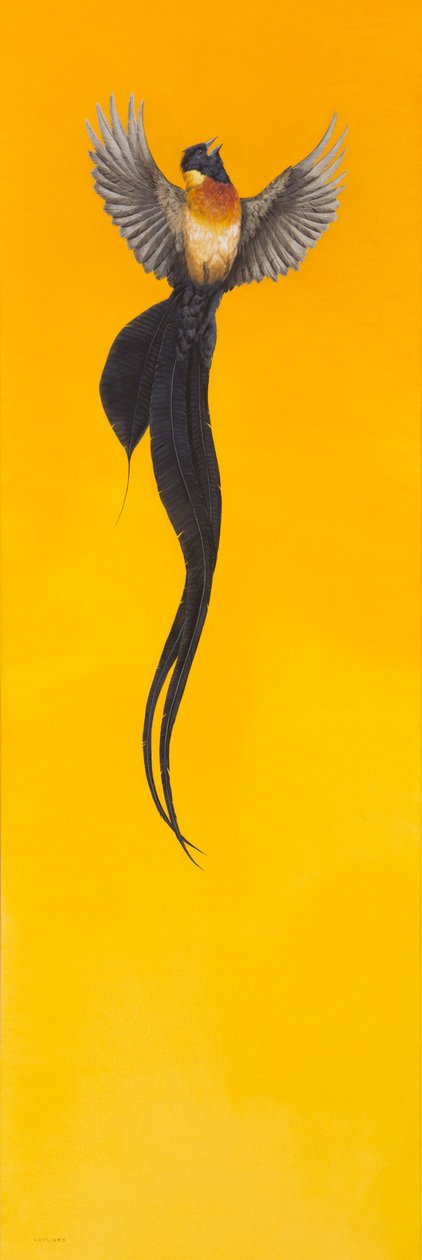 Volare; Giallo da Tim Hayward