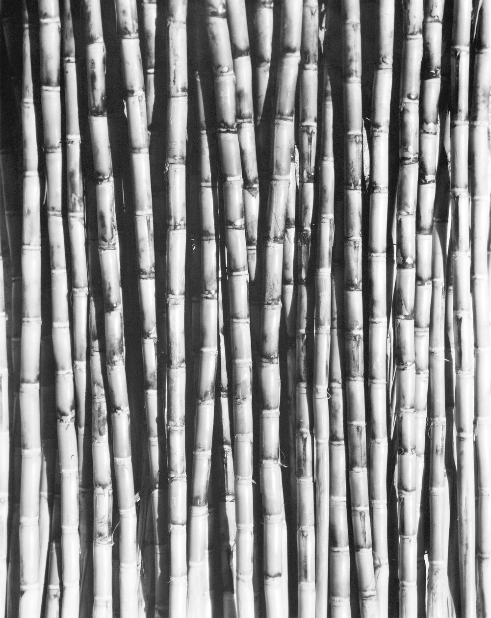 Canna da zucchero, Messico, 1929 da Tina Modotti