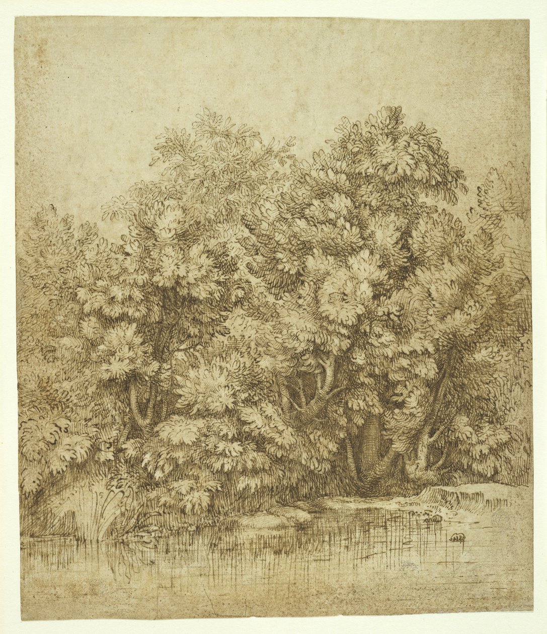 Alberi vicino a una pozza d