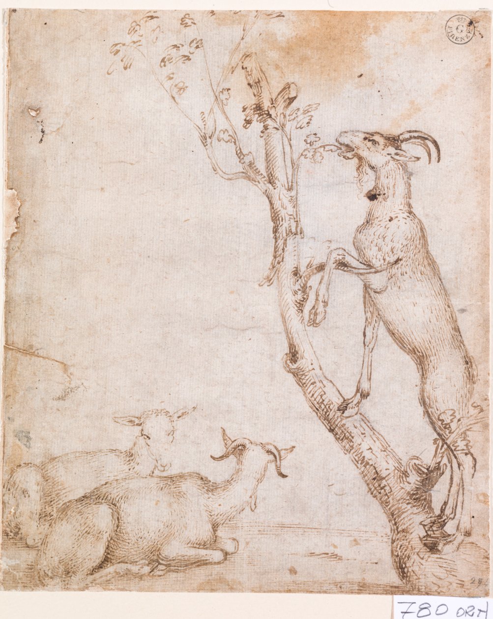 Capre al pascolo da Titian (c.1488 1576)