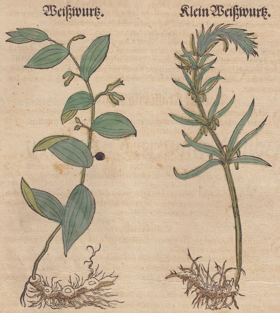 Illustrazione di Polygonatum multiflorum e Polygonatum verticillatum da Unbekannt Unbekannt
