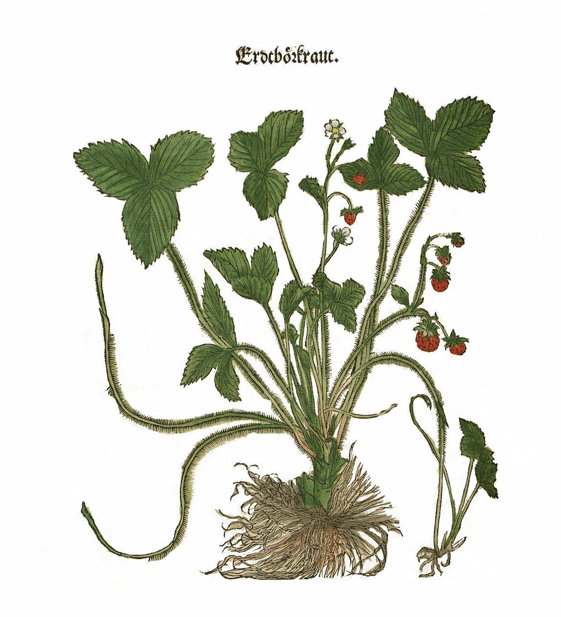 Illustrazione di fragole da Unbekannt Unbekannt