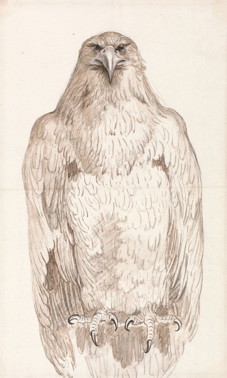 Aquila su un trespolo da Unbekannt Unbekannt