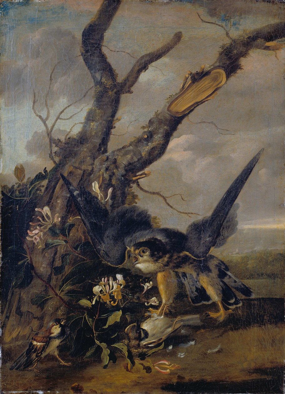 Falco e passeri da Unbekannt Unbekannt