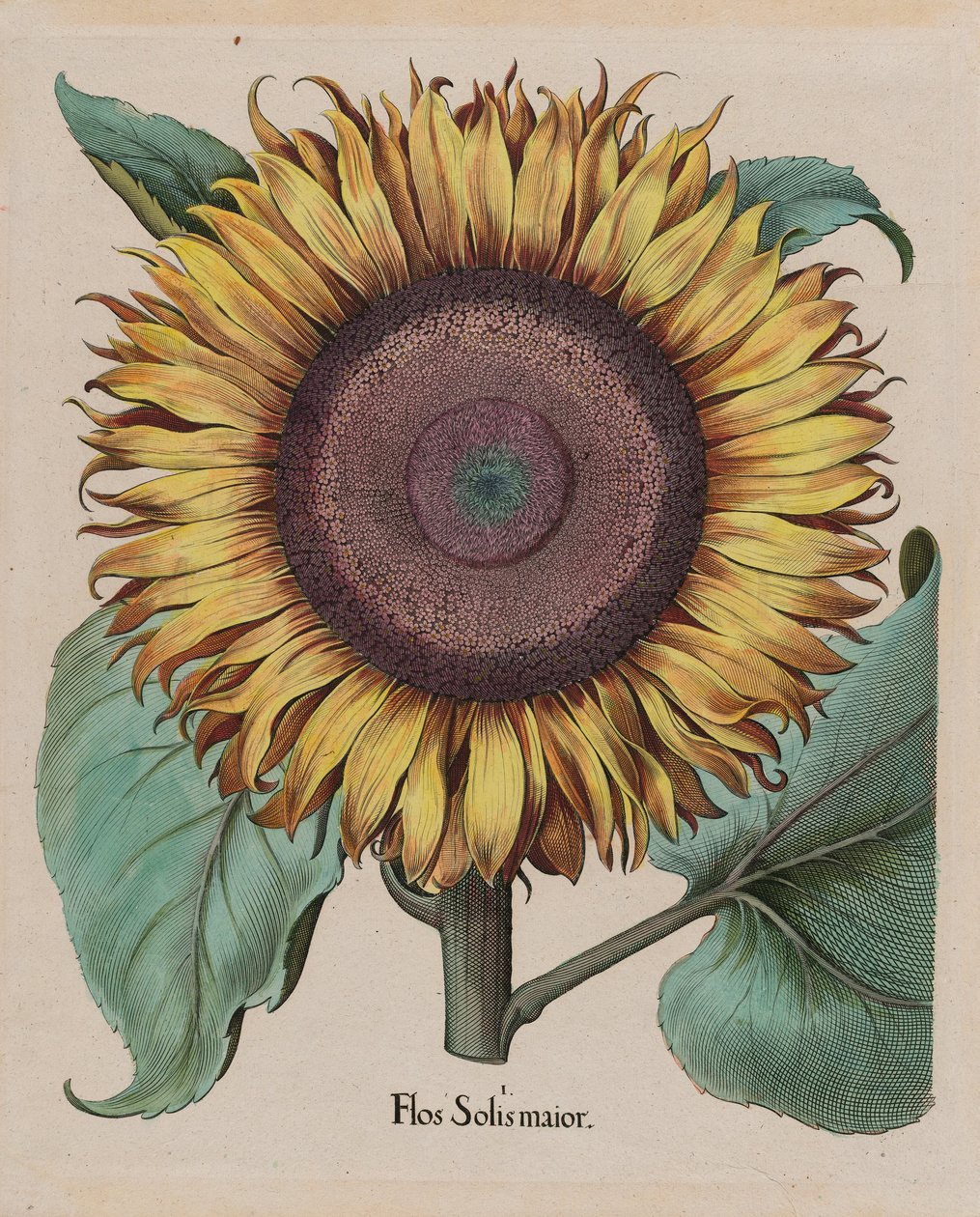 Grande girasole (Flos Solis Maior), tavola 1 dalla parte 5, B. Besler, Hortus Eystettensis, edizione 1713 da Unbekannt Unbekannt