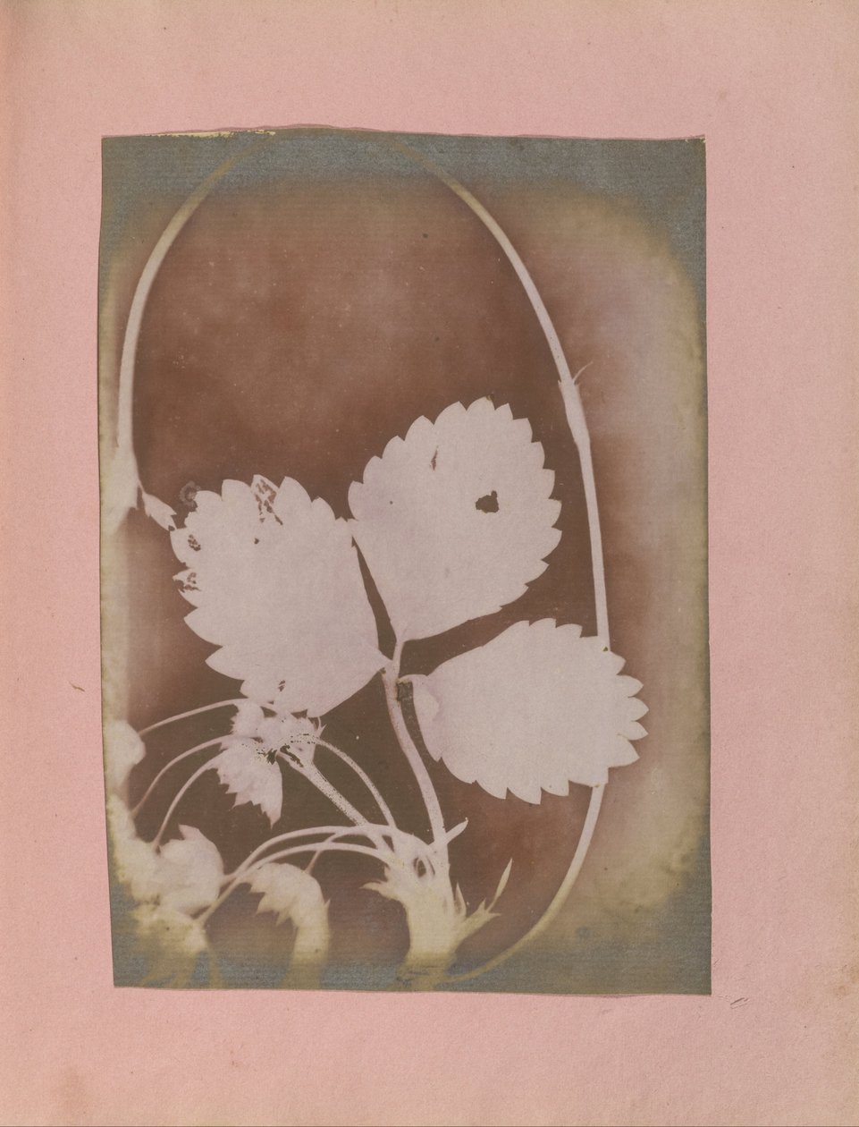 Sconosciuto, britannico, attivo in India circa 1843 - (Ramo di pianta con foglie e fiori) da Unbekannt Unbekannt