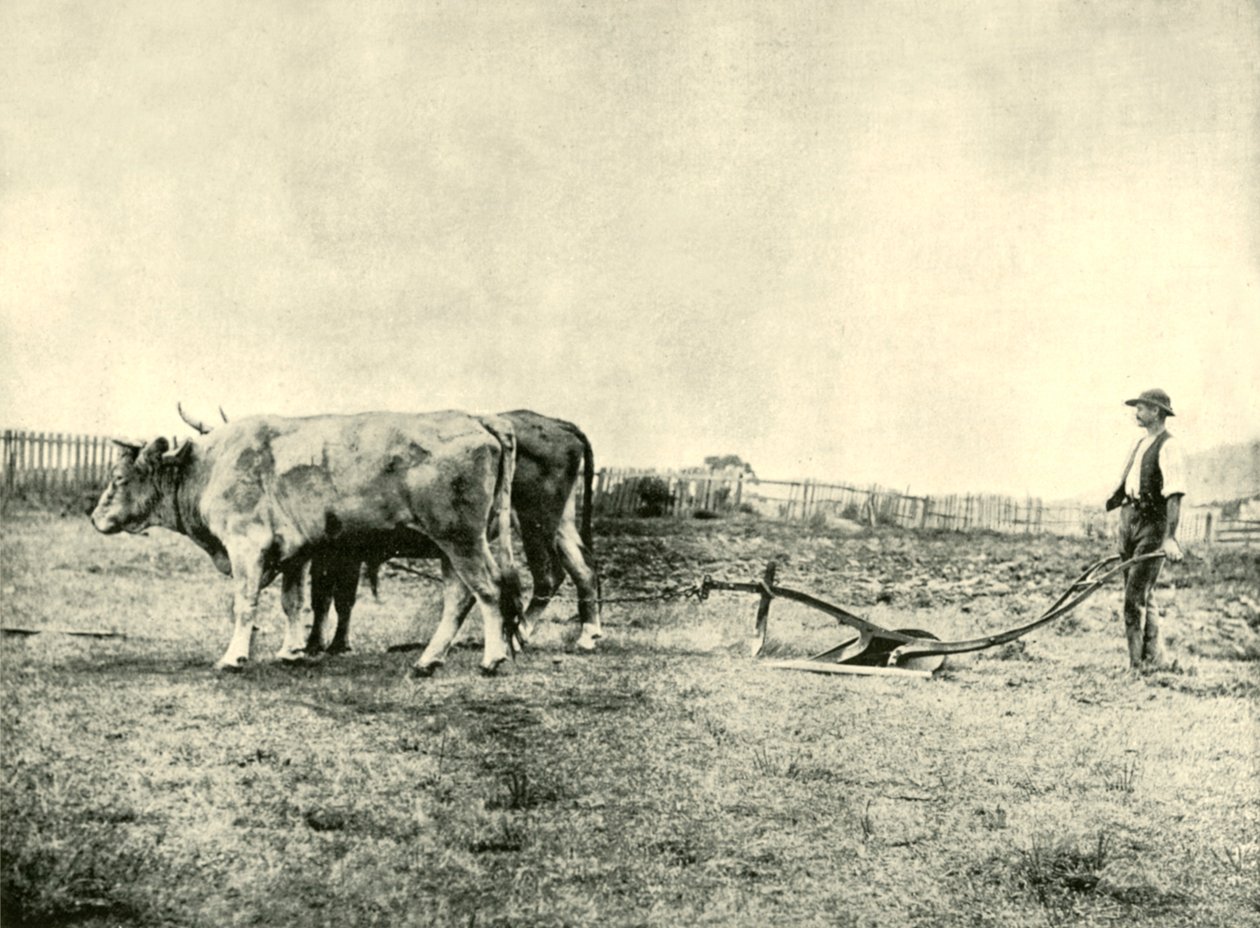 Una squadra di aratura con buoi, 1901 da Unbekannt