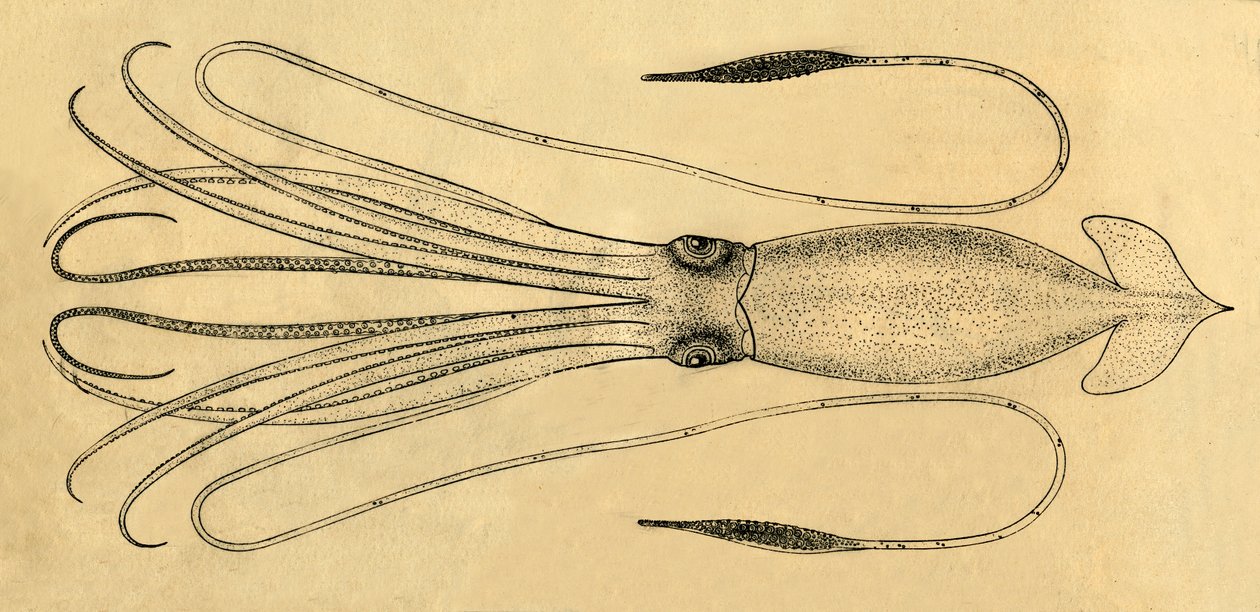 Diagramma del calamaro gigante, 1881 da Unbekannt