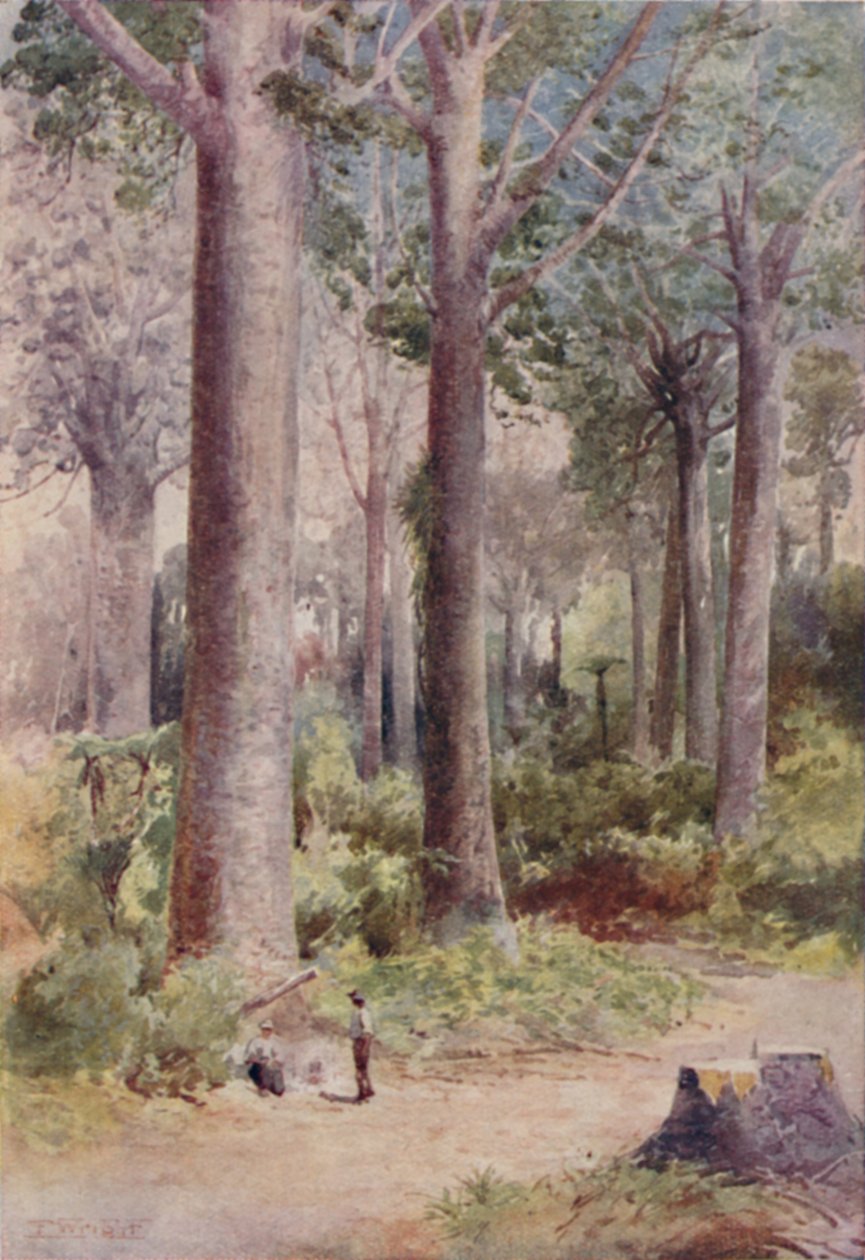 Una foresta di Kauri, 1923 da Unbekannt
