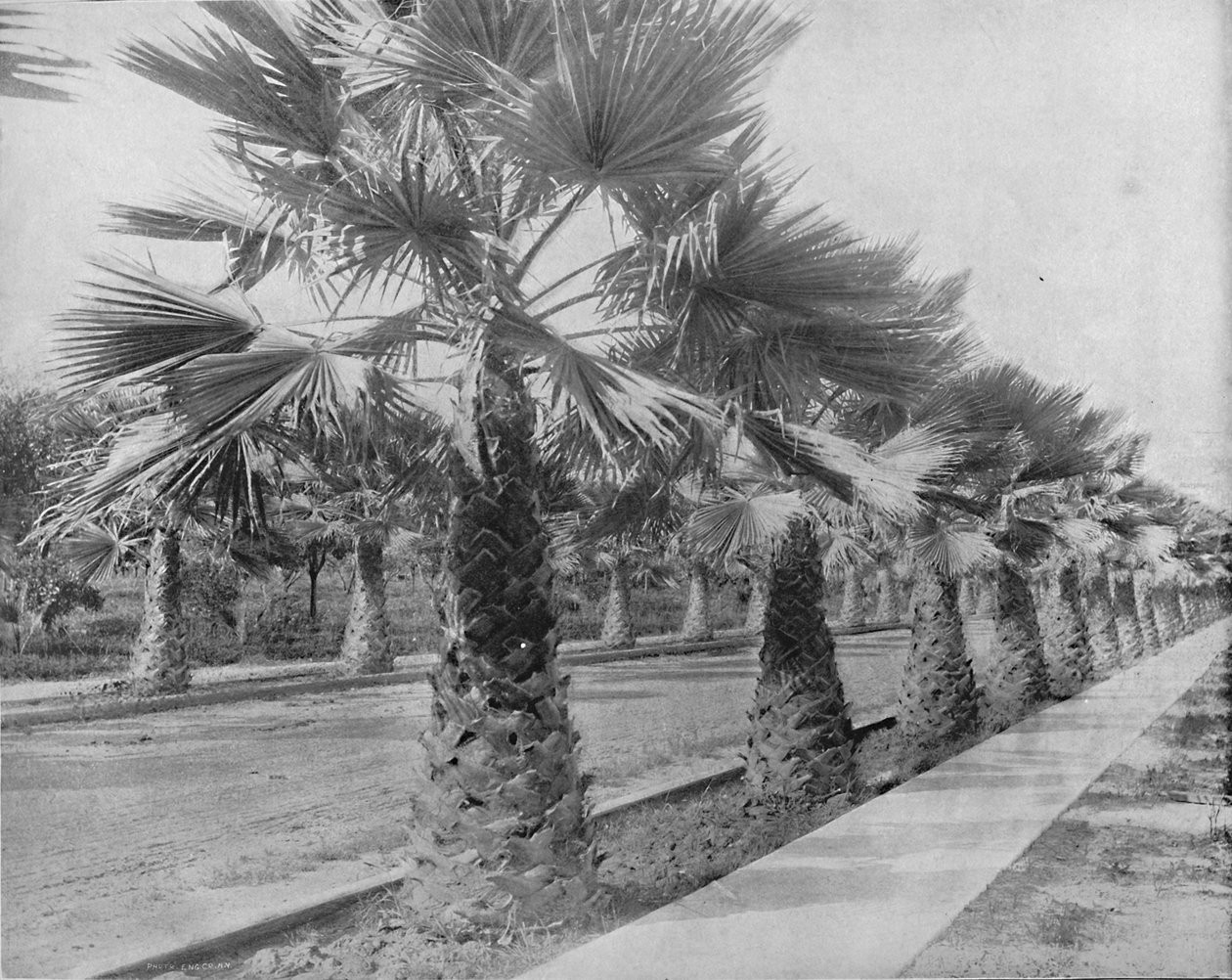 Un viale di palme a Los Angeles, Cal., c1897 da Unbekannt