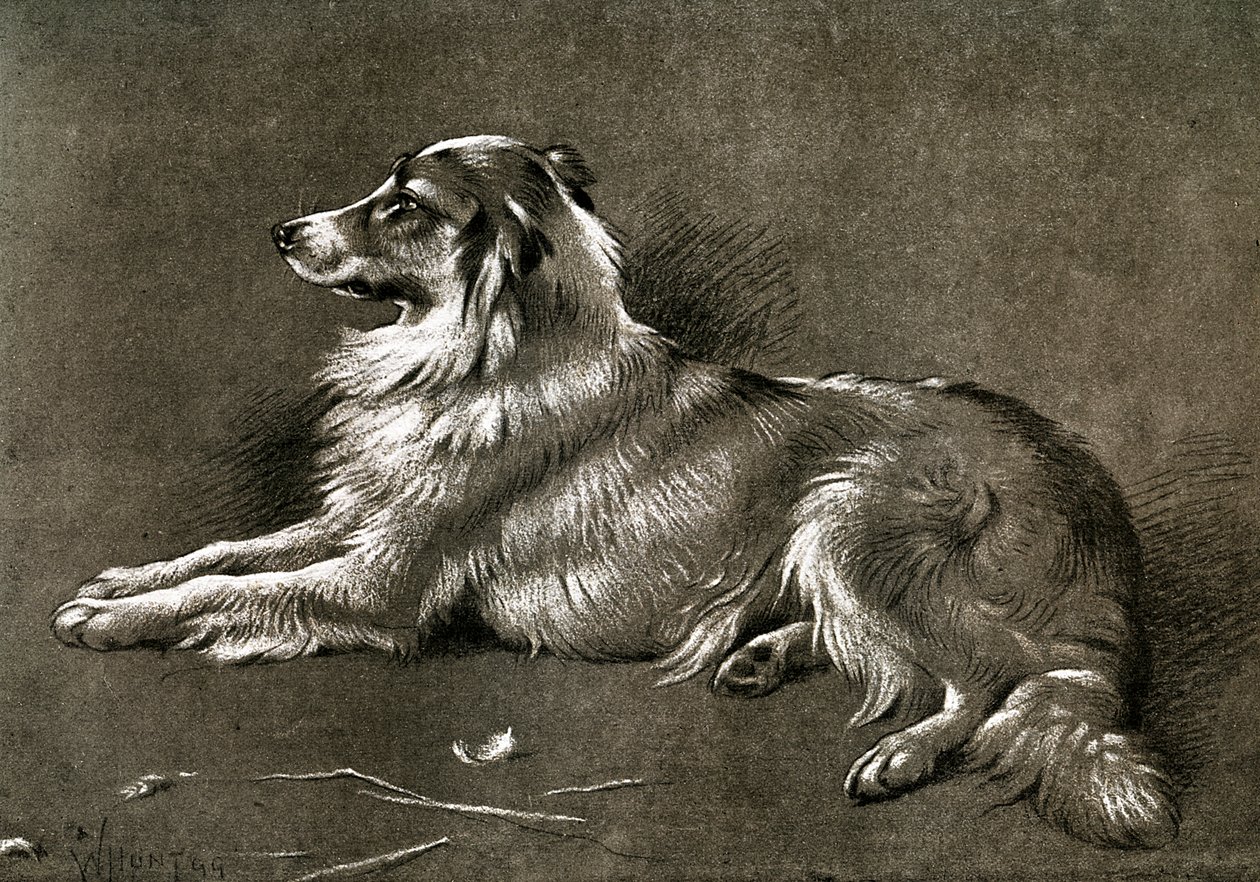 Un cane da pastore da Unbekannt