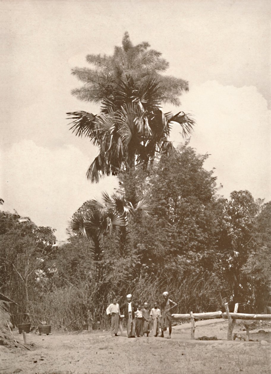 Una Palma Talipot in Fiore, 1900 da Unbekannt