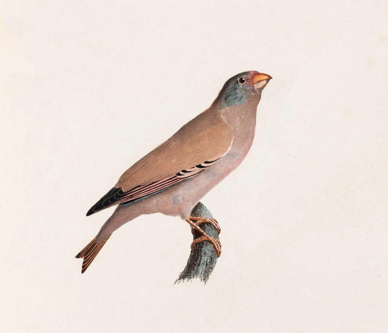 Illustrazione a colori di un uccello da Unbekannt