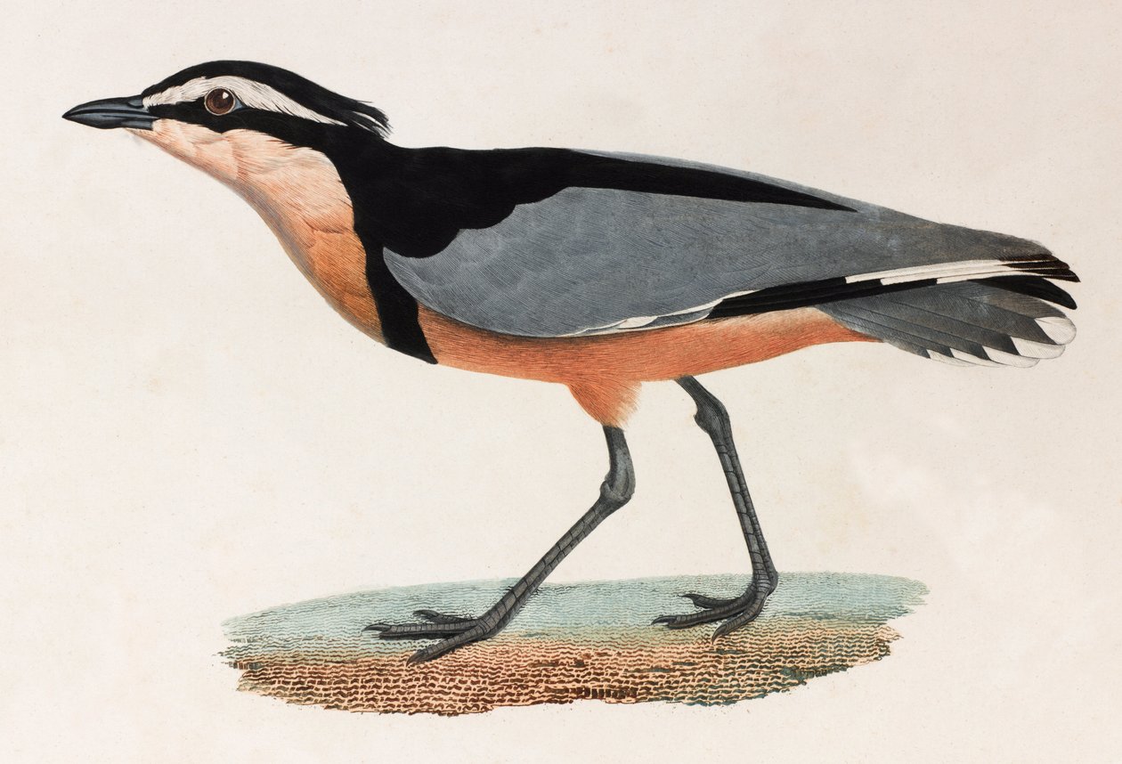 Illustrazione a colori di un uccello da Unbekannt