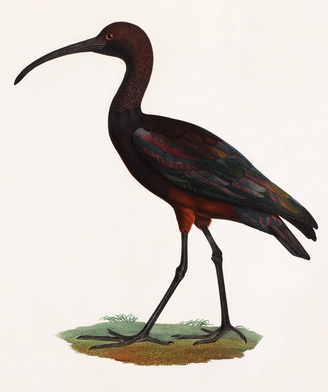 Illustrazione a colori di un uccello dal becco lungo da Unbekannt