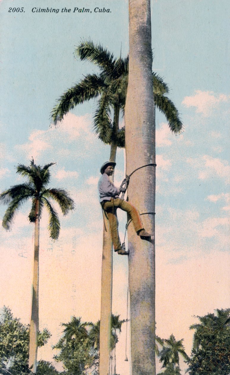 Un uomo che scala una palma, Cuba, 1911 da Unbekannt