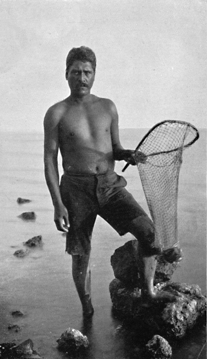 Un pescatore di gamberi nativo, Hawaii, con la sua rete, 1902 da Unbekannt