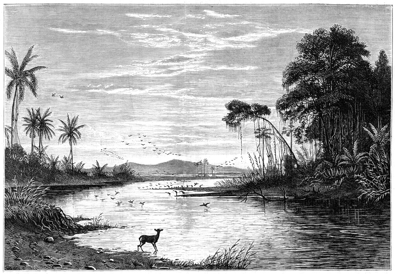 Scena fluviale in Venezuela, 1877 da Unbekannt