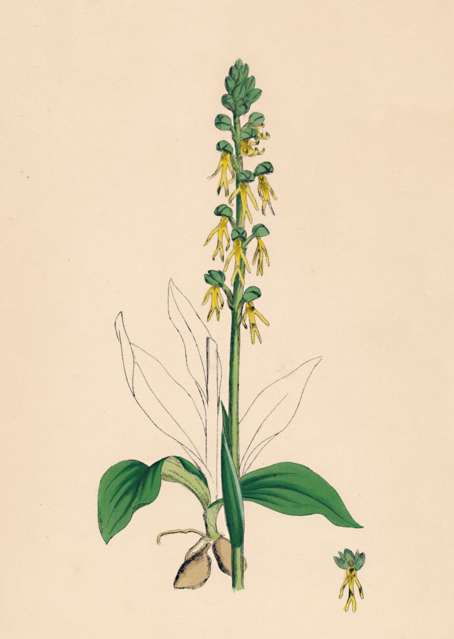 Aceras anthropophora. Orchidea uomo, XIX secolo da Unbekannt