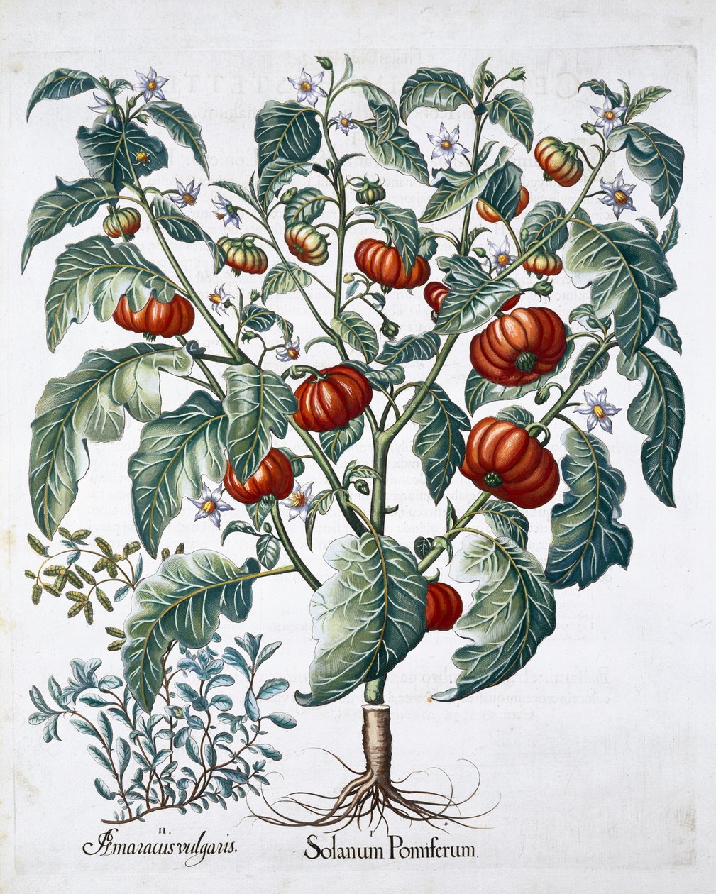 Piante di pomodoro africano e maggiorana, 1613 da Unbekannt
