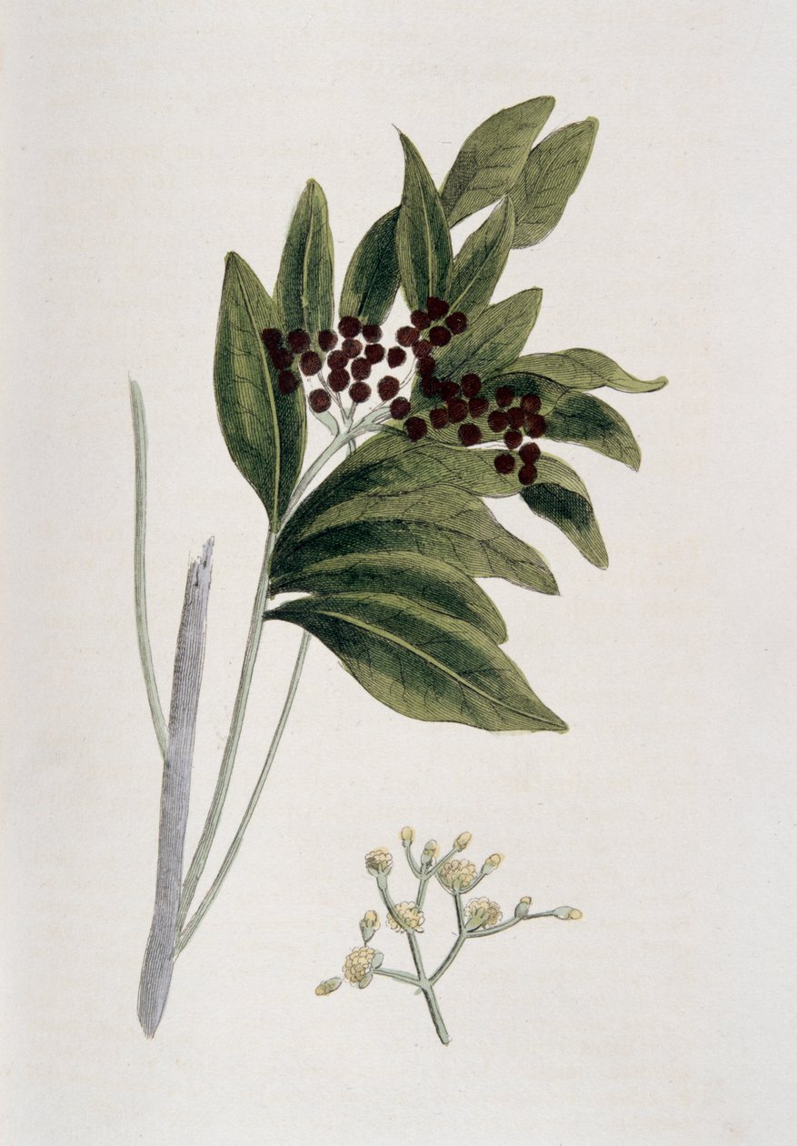 Pimento, 1823 da Unbekannt