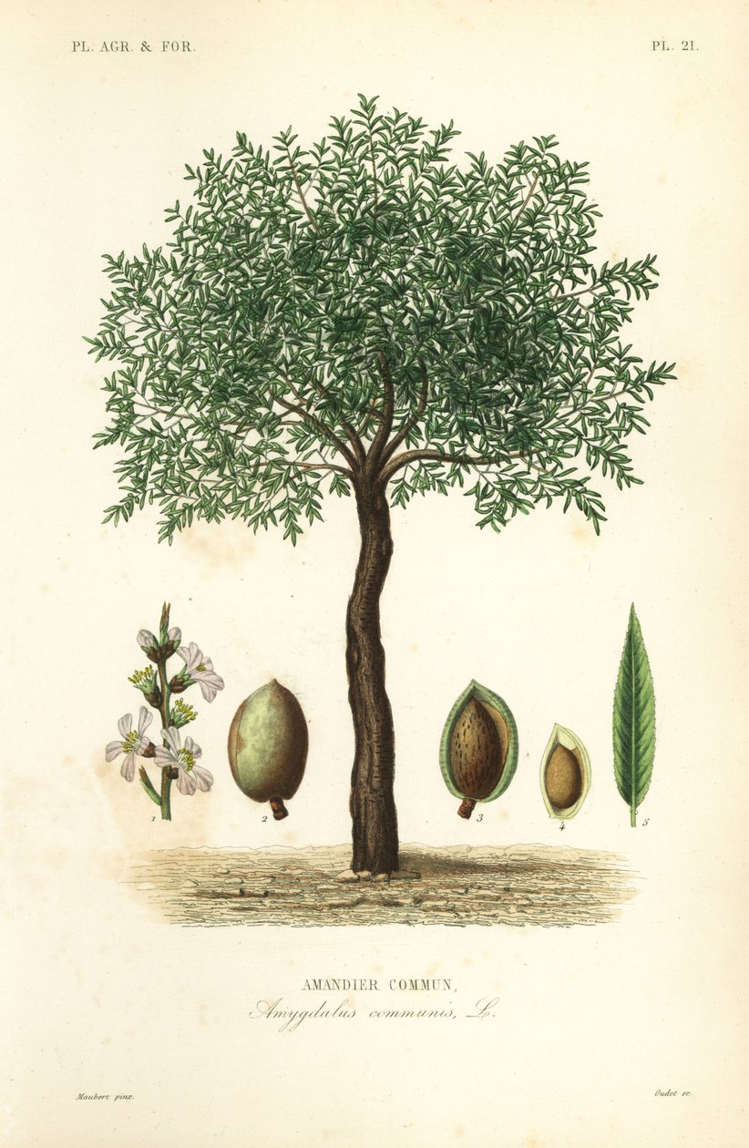 Mandorlo da Unbekannt