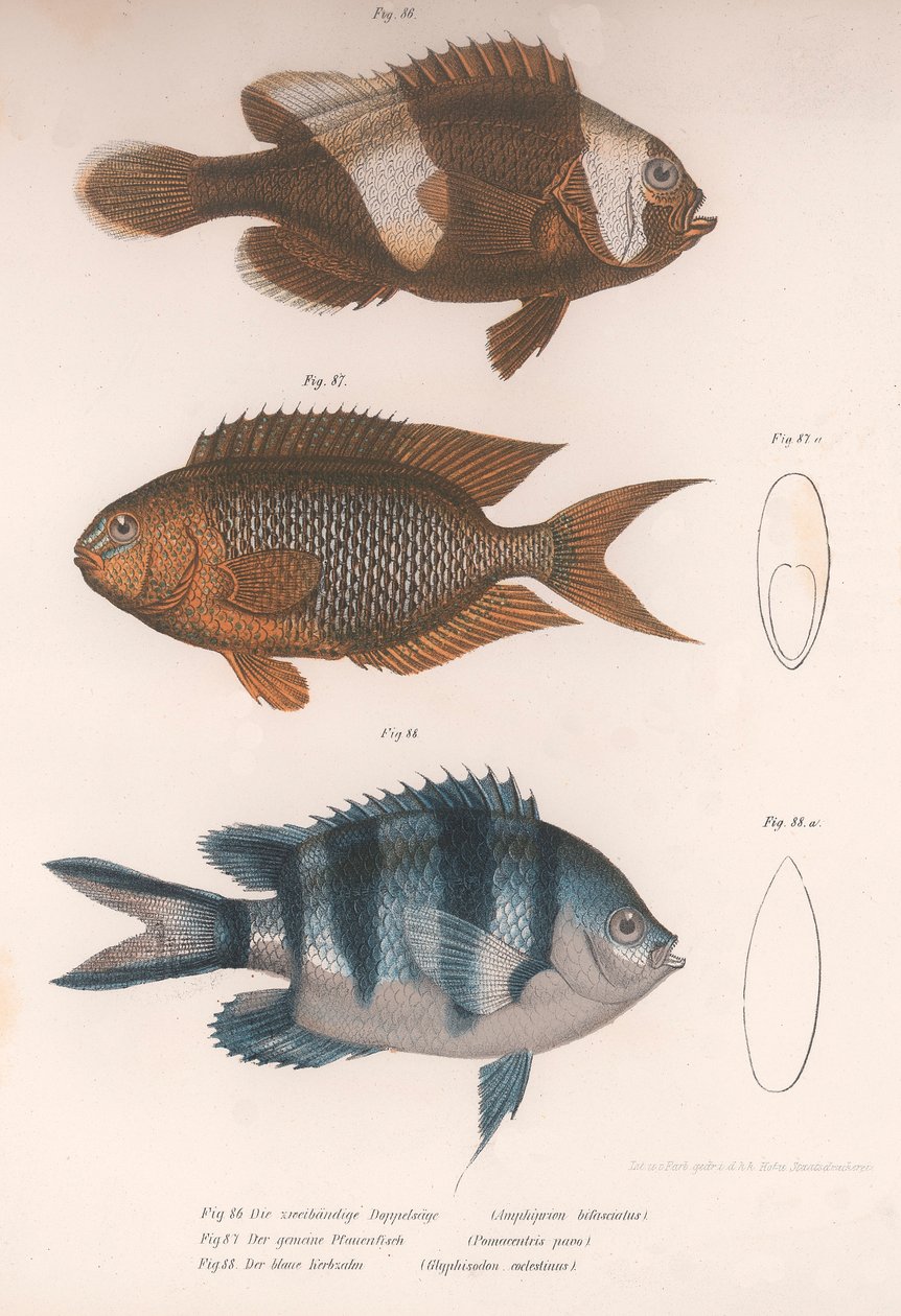 Amphiprion bifasciatus. Pomacentris pavo. Glyphisodo, c.1850 da Unbekannt