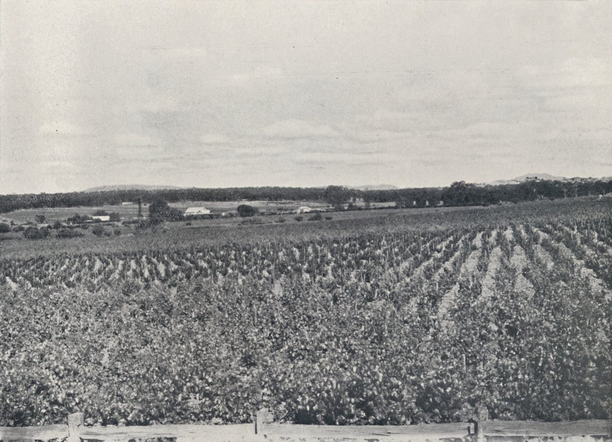 Un vigneto australiano, 1923 da Unbekannt