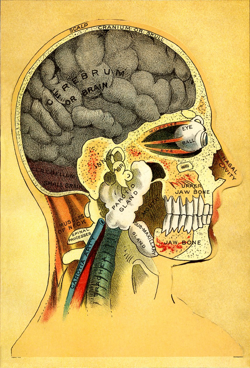 Tavola anatomica, la testa 1905 da Unbekannt