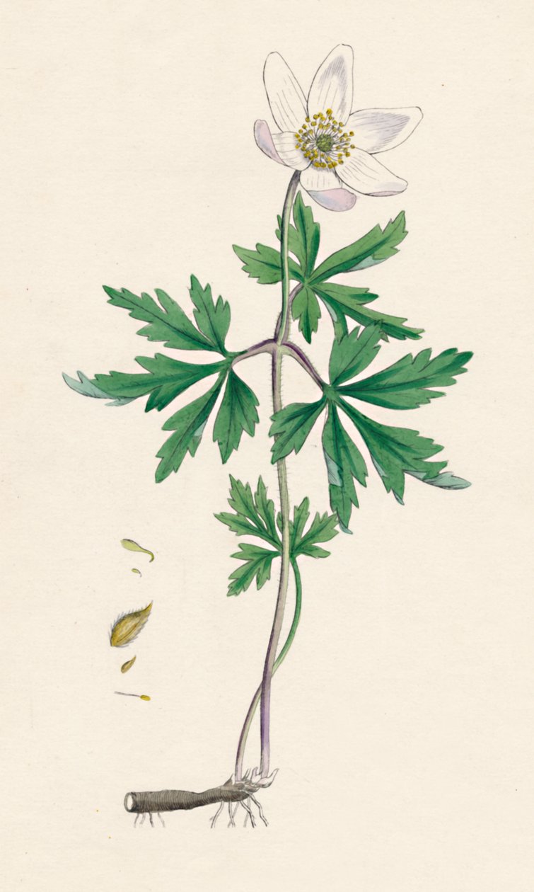 Anemone nemorosa. Anemone dei boschi, XIX secolo da Unbekannt