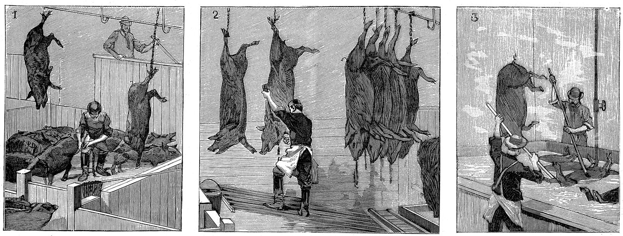 Macello di maiali della Armour Company, Chicago, Illinois, USA, 1892 da Unbekannt