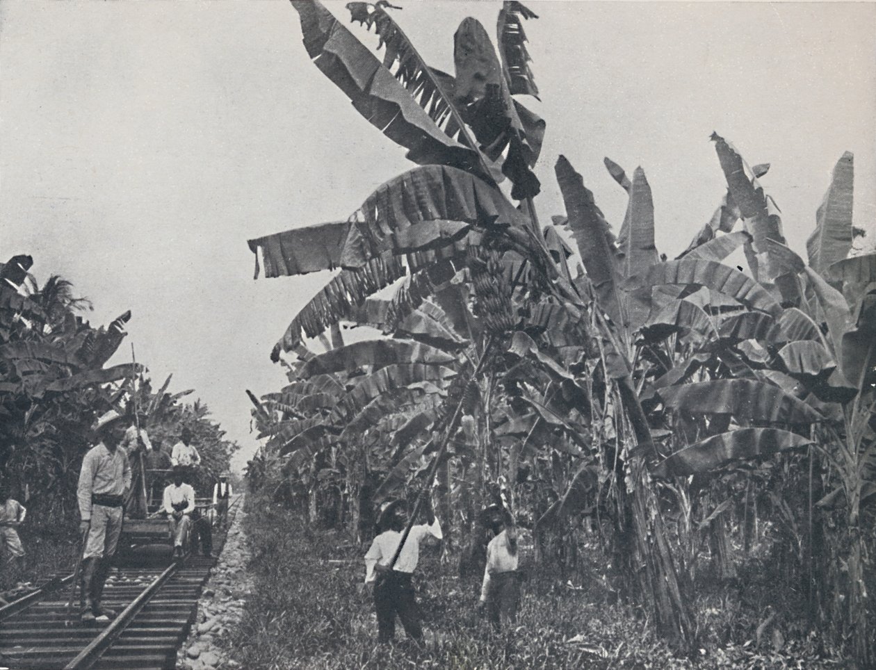 Piantagione di banane, 1924 da Unbekannt