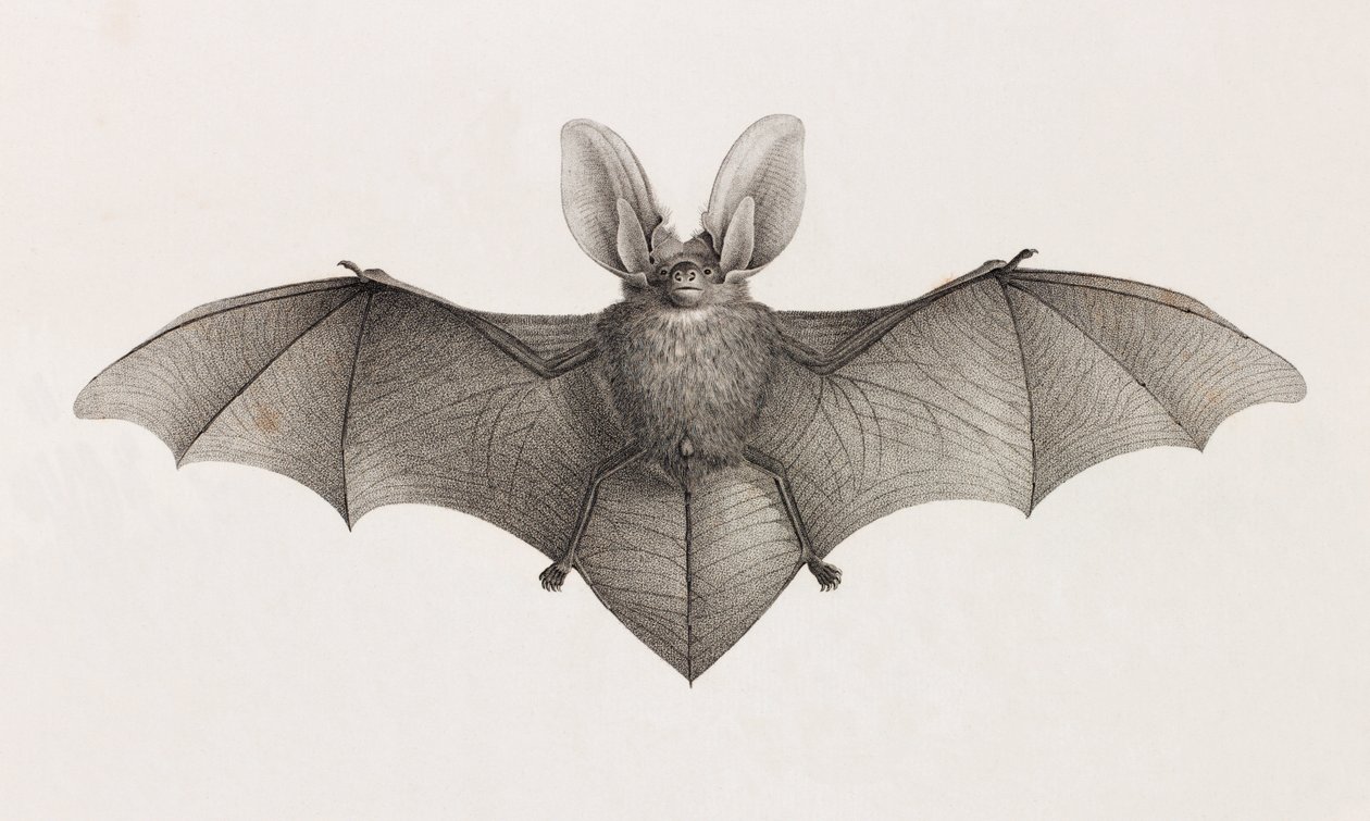 Varietà dalle orecchie di pipistrello, pipistrelli in Egitto da Unbekannt