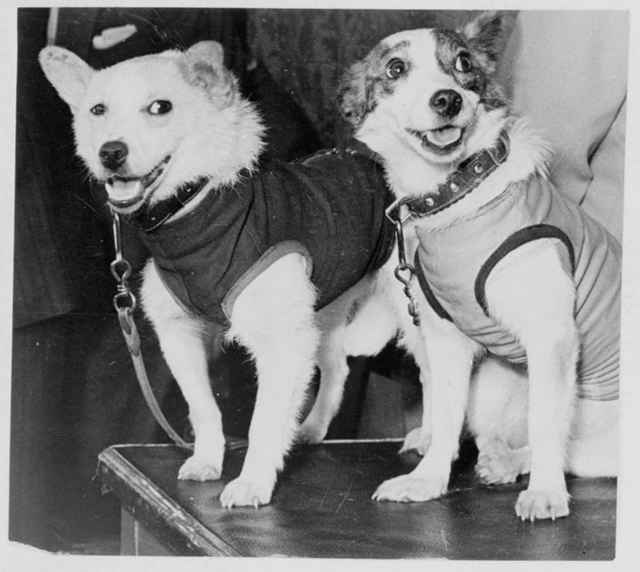 Belka e Strelka, cani cosmonauti russi, 1960 da Unbekannt