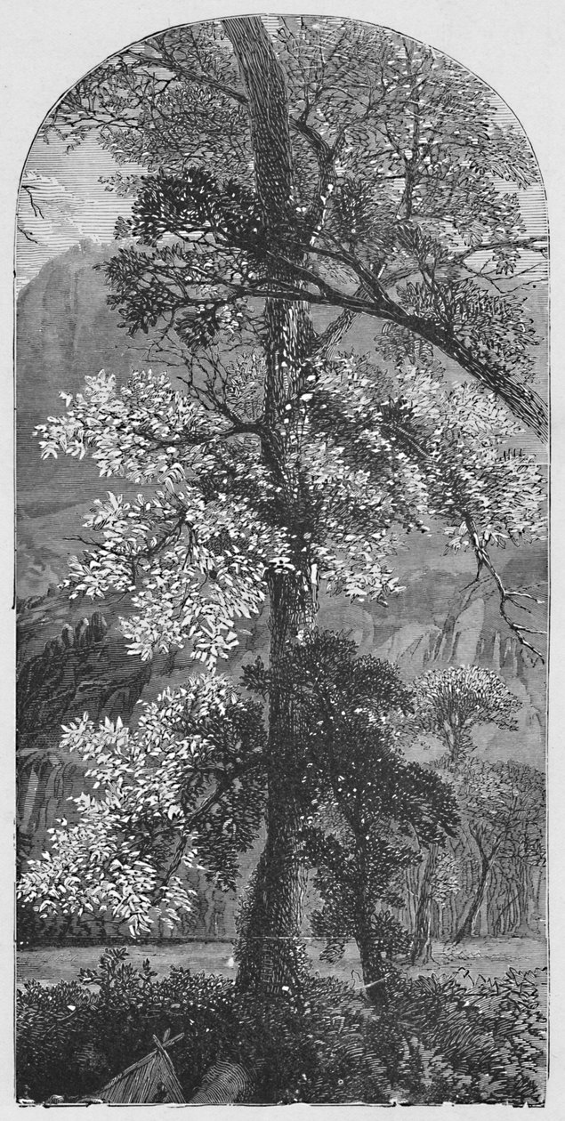 Grande albero, 1883 da Unbekannt