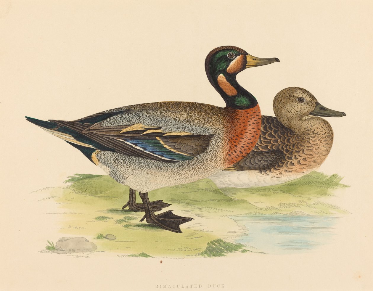 Anatra bimaculata, 1855 da Unbekannt