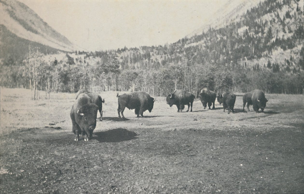 Bisonte, 1916 da Unbekannt