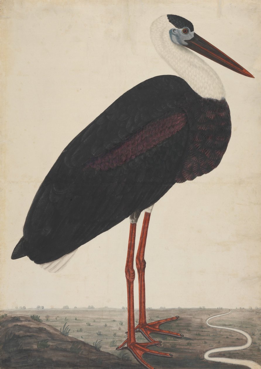 Cicogna nera in un paesaggio, ca. 1780 da Unbekannt