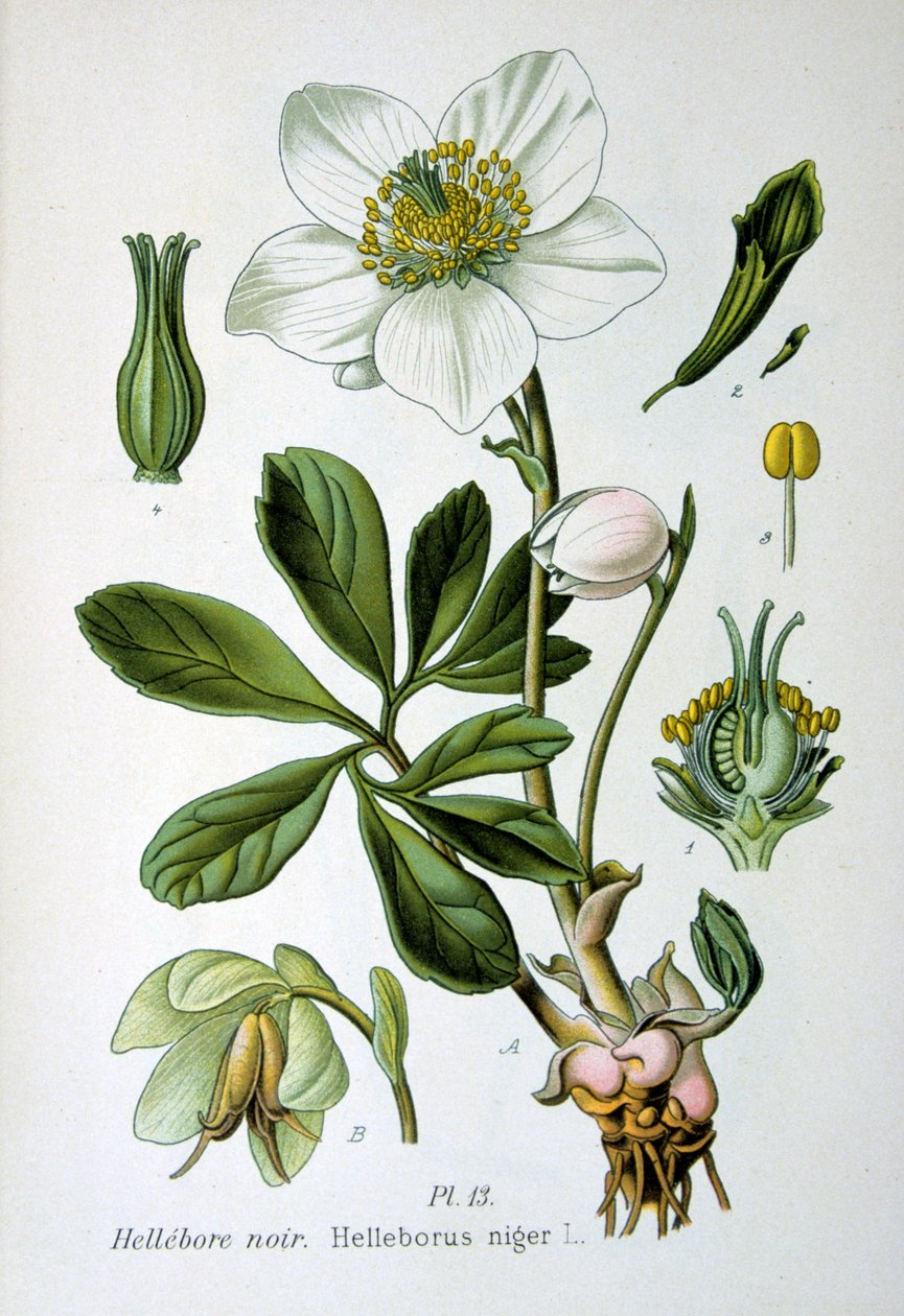 Elleboro nero, 1893 da Unbekannt