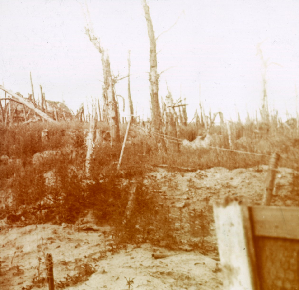 Legno esploso, Nieuwpoort, Fiandre, Belgio, c1914-c1918 da Unbekannt