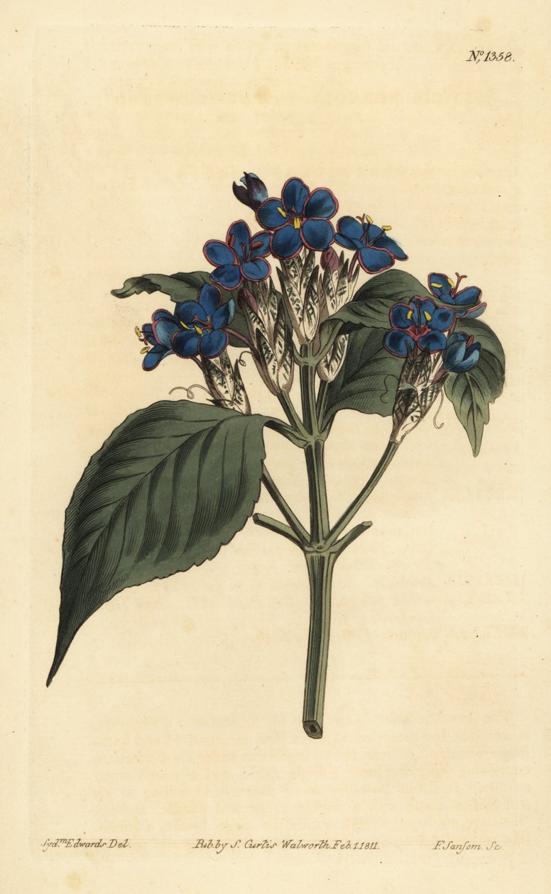 Salvia blu, Eranthemum pulchellum (Justicia nervosa a fiori blu) da Unbekannt